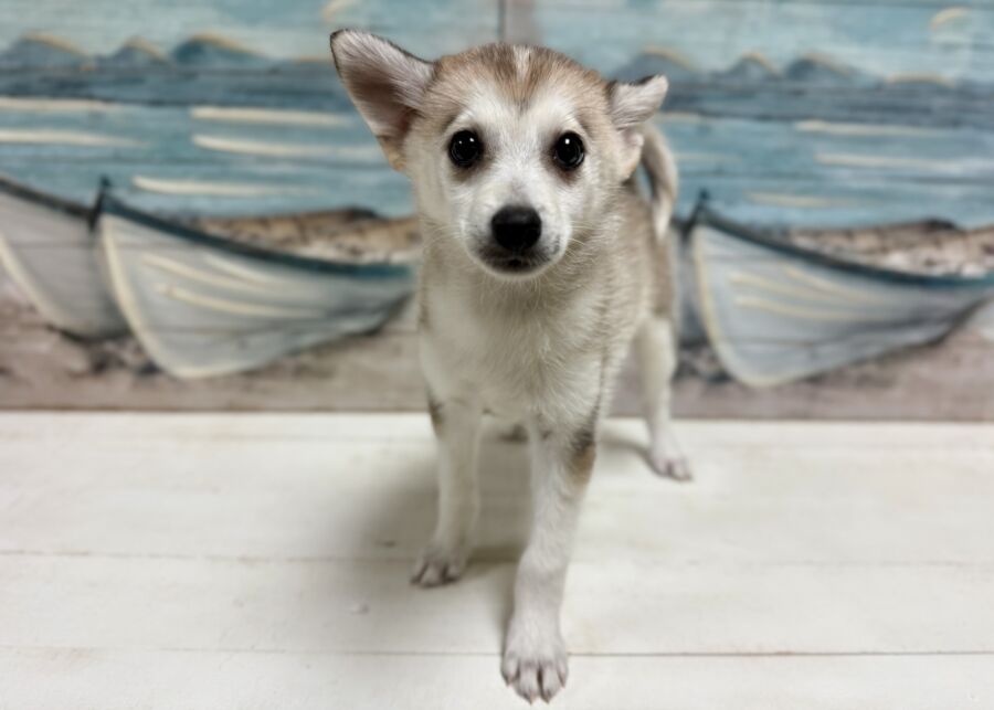 Pomsky puppies for sale near Tampa.