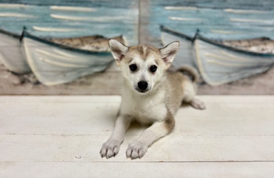 Pomsky puppies for sale near Tampa.