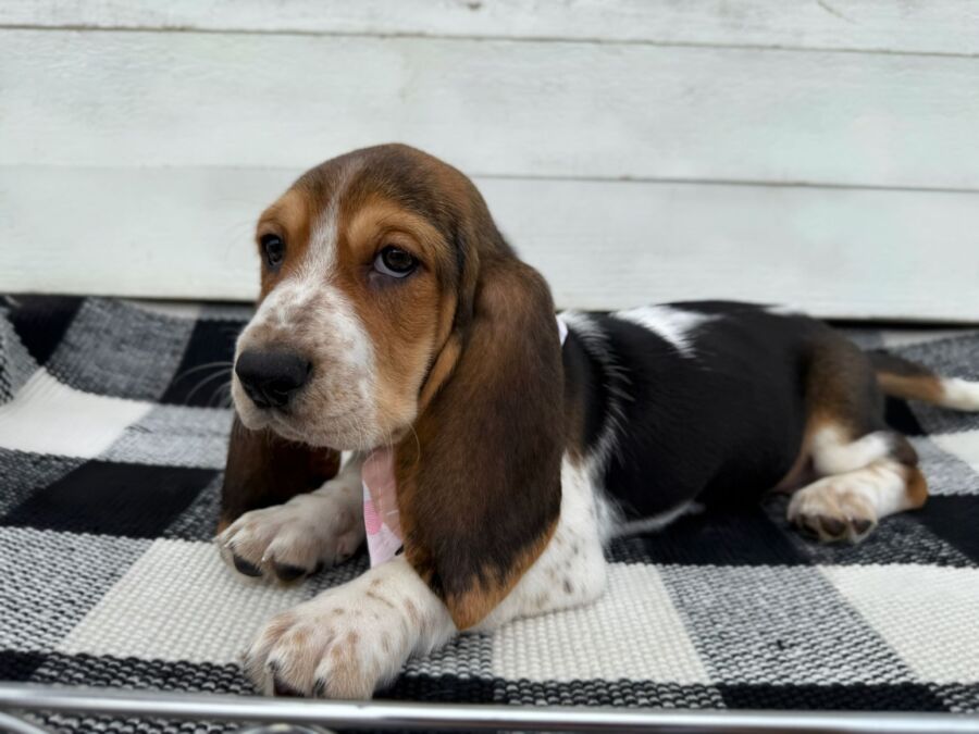 Sadie - Image 2
