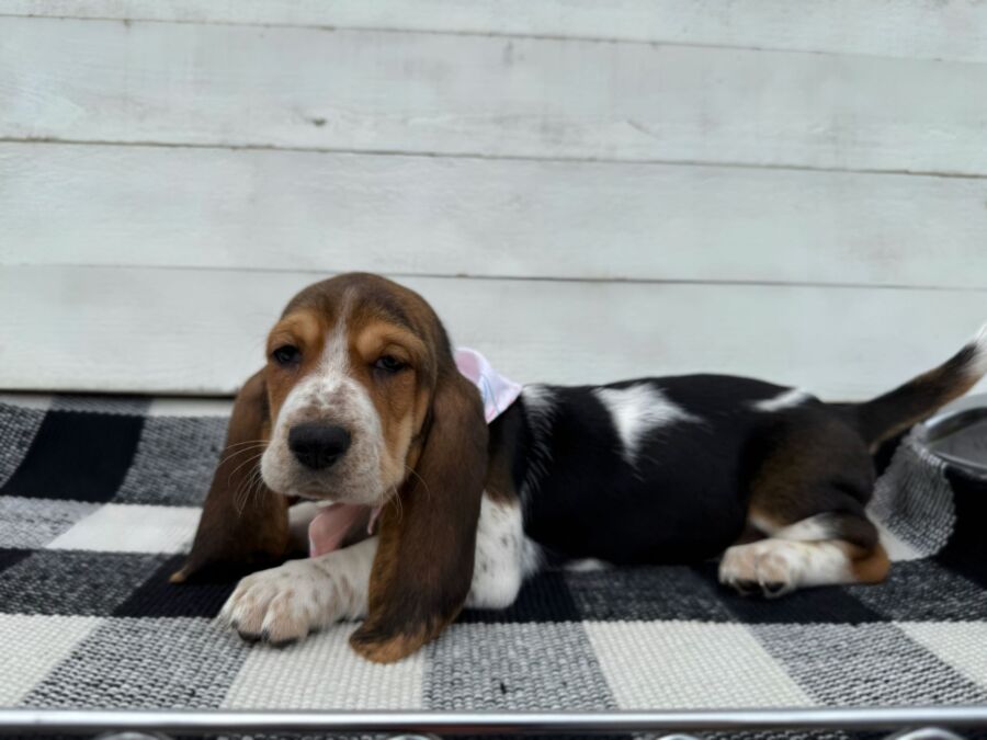 Sadie - Image 3