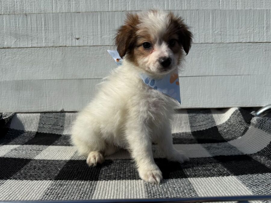 Twix - Image 2