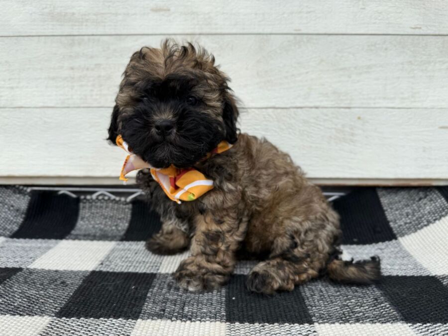 Gizmo - Image 2