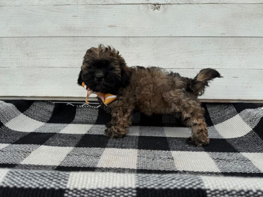 Gizmo - Image 3