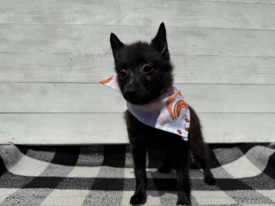 Coco - Image 2