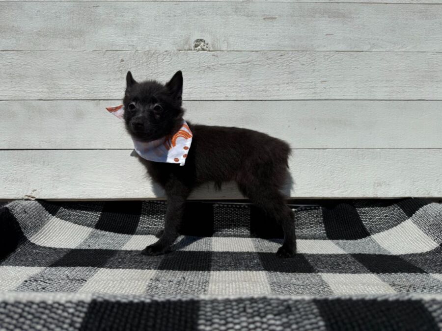 Coco