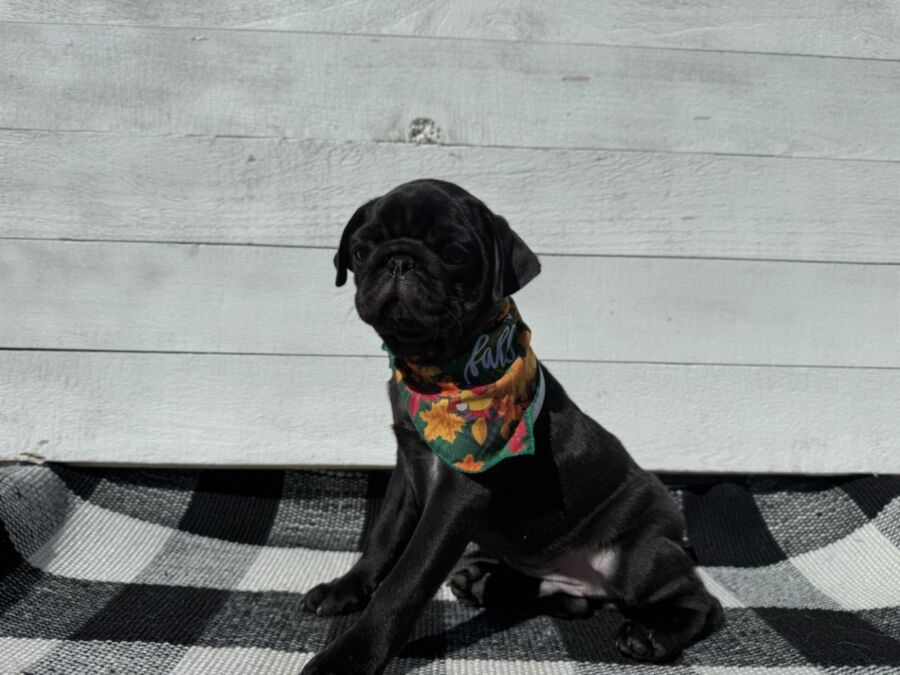 Binx - Image 2
