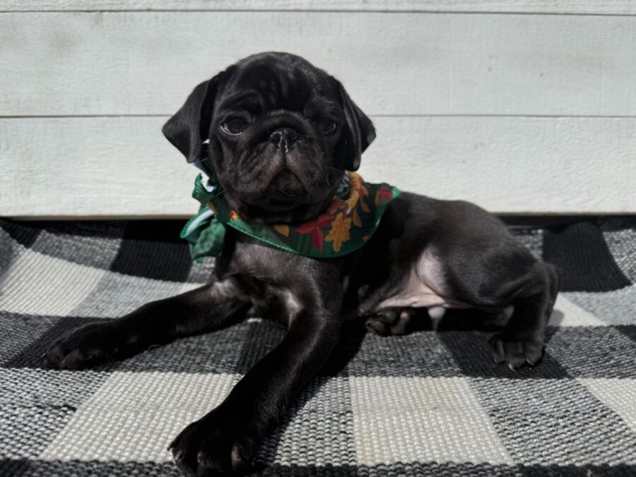 Binx - Image 3