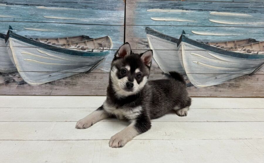 alaskan klee kai puppy for sale near tampa