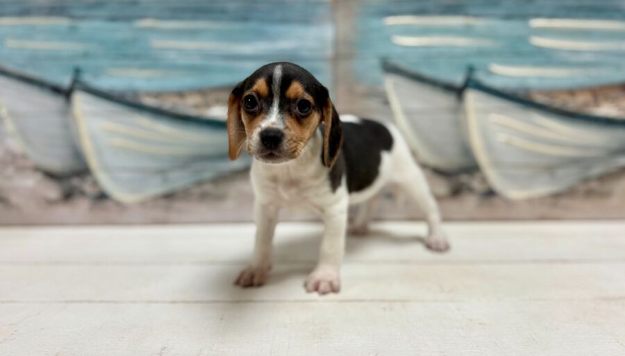 Beagle puppy for sale near tampa
