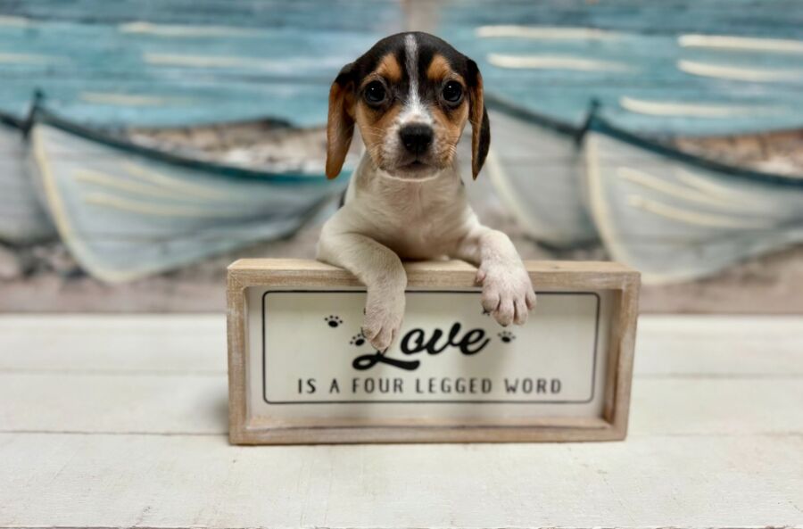 Beagle puppy for sale near tampa