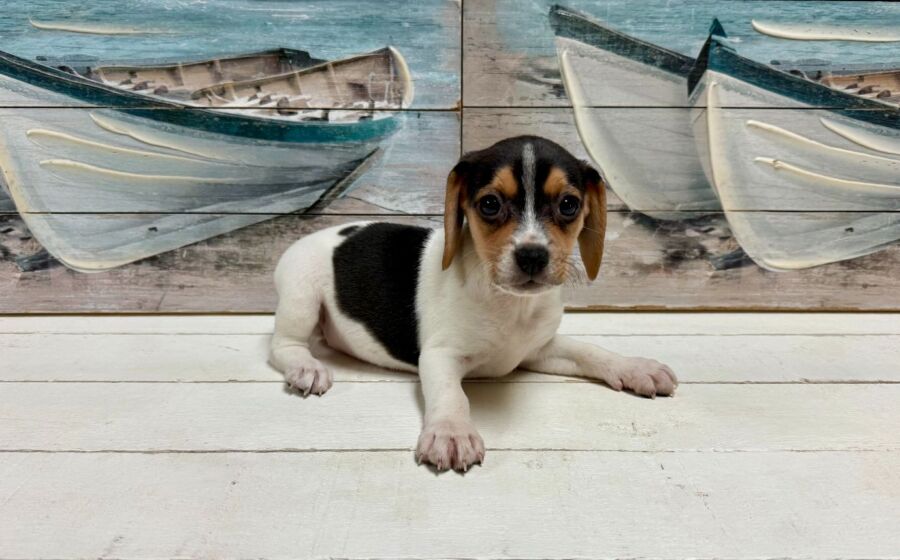 Beagle puppy for sale near tampa