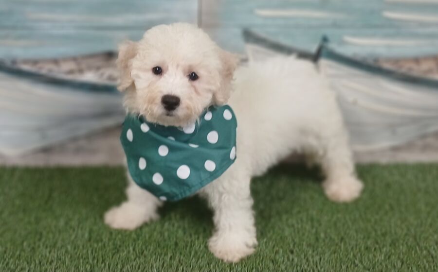 Bichon Frise puppies for sale near Tampa.