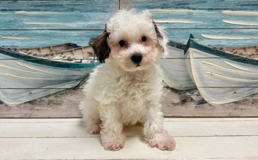 Bichon Poo puppy for sale near Tampa.