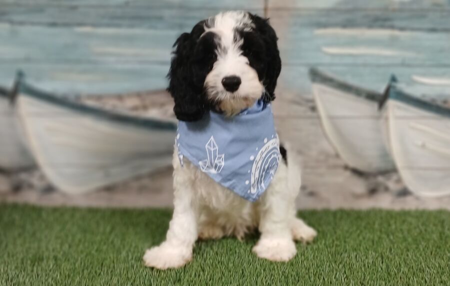 Cockapoo puppies for sale near Tampa.
