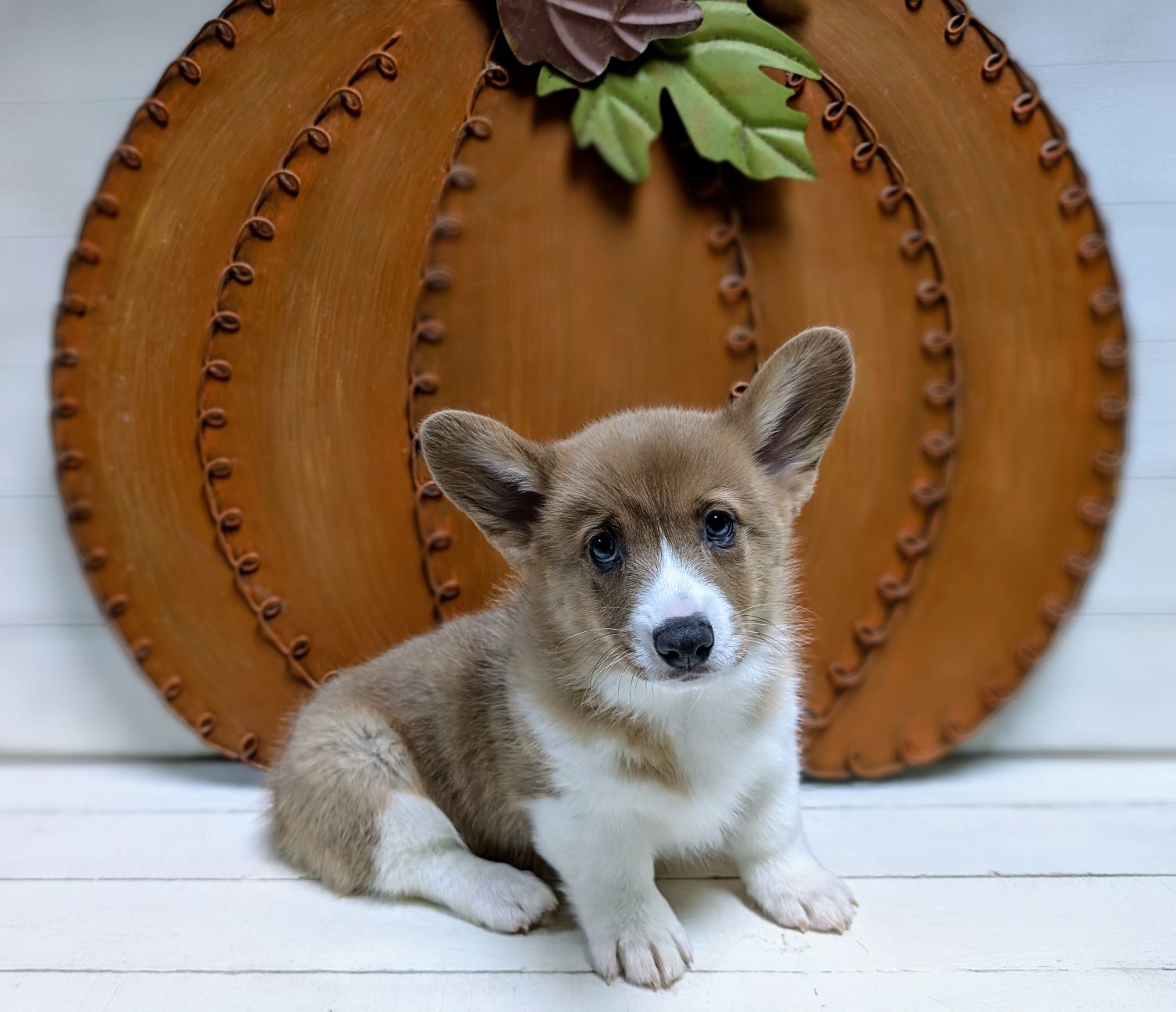 Pembroke welsh Corgi puppies for sale