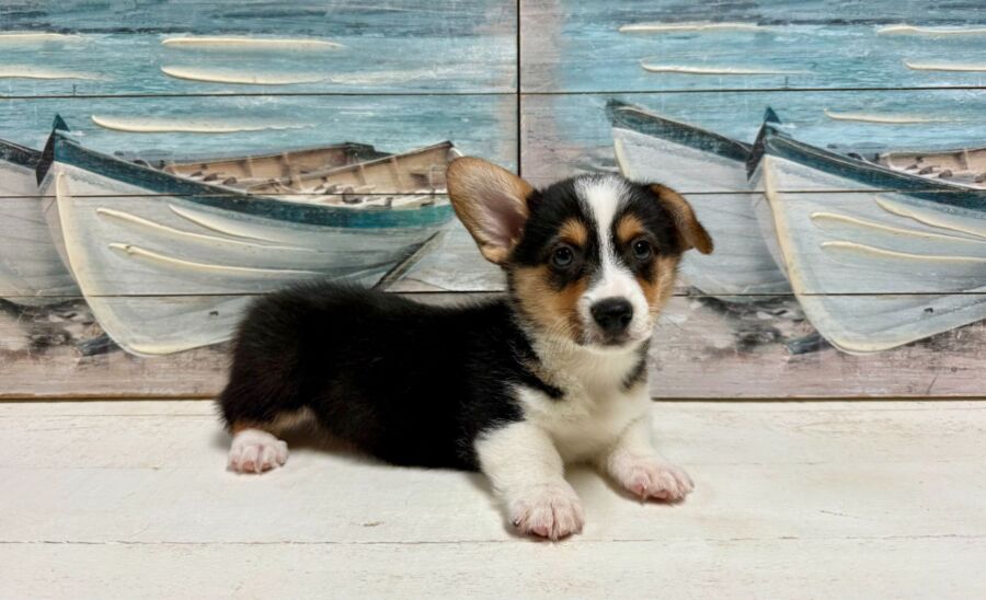 Corgi puppy for sale near tampa