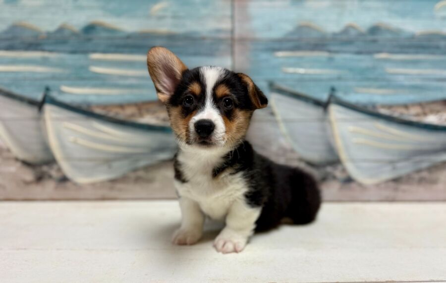 Corgi puppy for sale near tampa