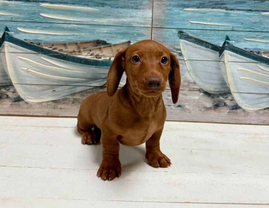 Dachshund puppy for sale near Tampa