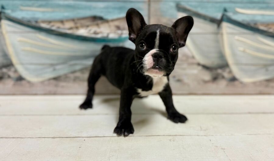 French Bulldog puppy for sale near Tampa.