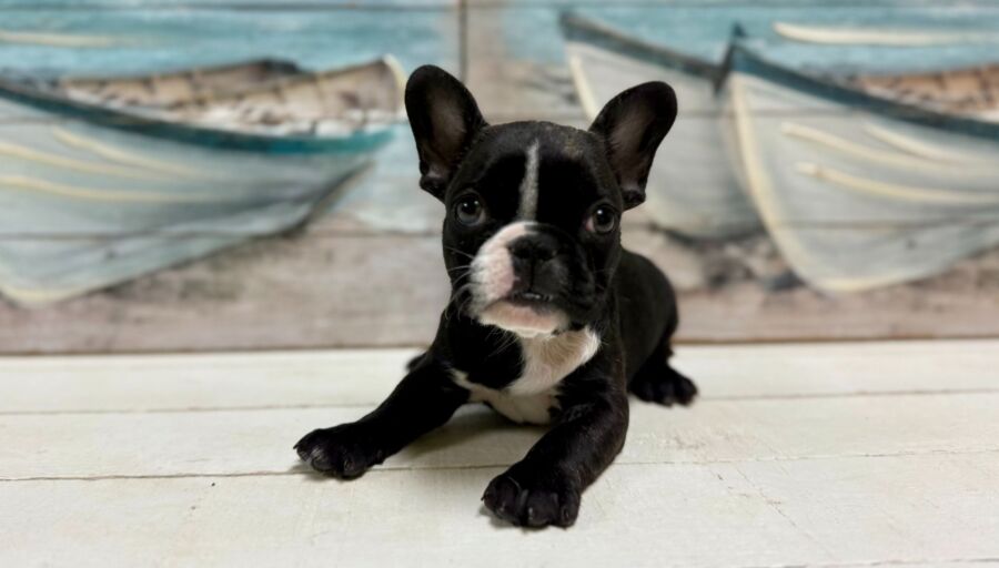 French Bulldog puppy for sale near Tampa.