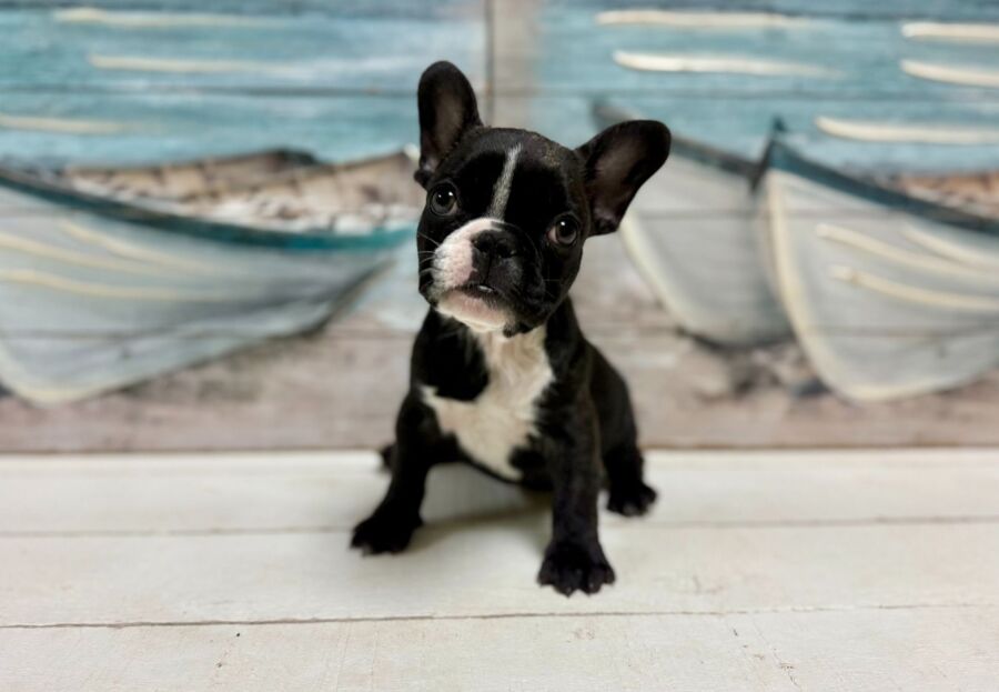French Bulldog puppy for sale near Tampa.