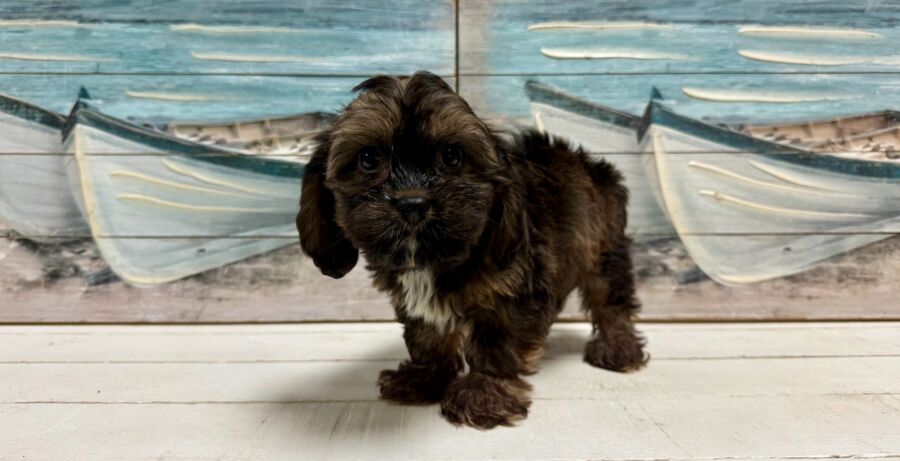 Havalier puppy for sale near Tampa.