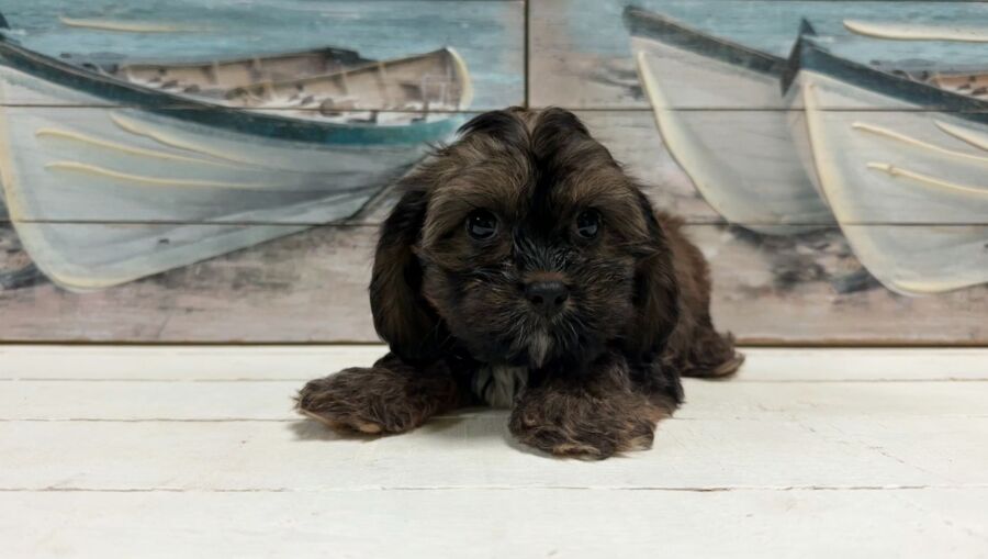 Havalier puppy for sale near Tampa.