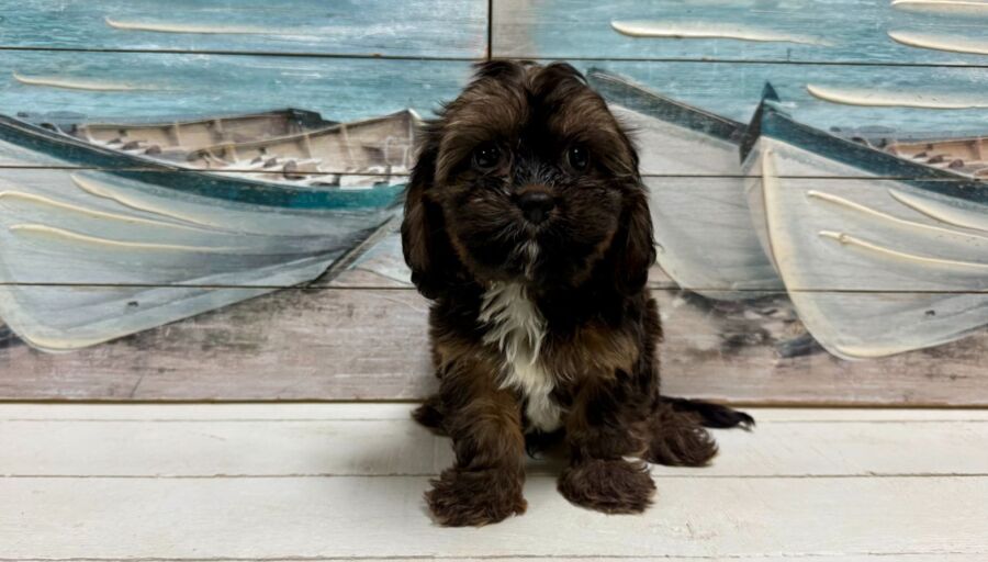 Havalier puppy for sale near Tampa.