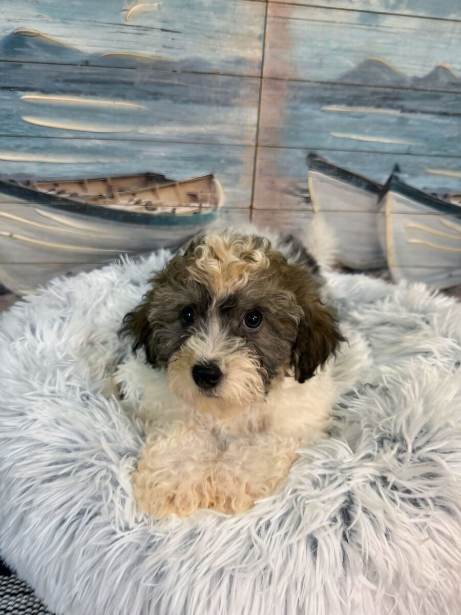 Timmy - Image 2