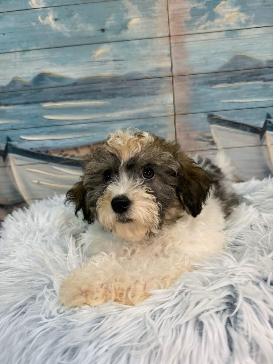 Timmy - Image 3