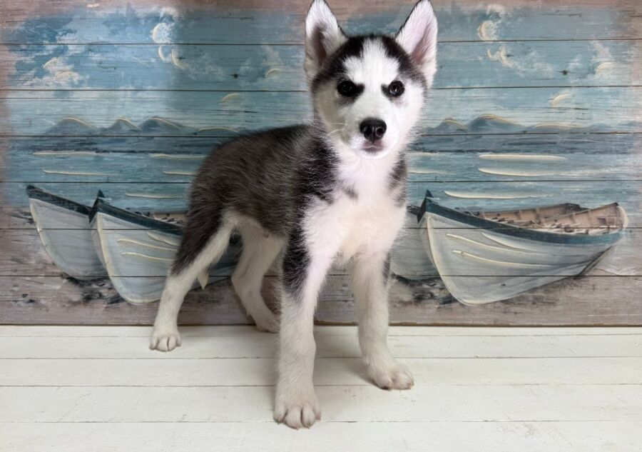 Siberian Husky puppy for sale near Tampa