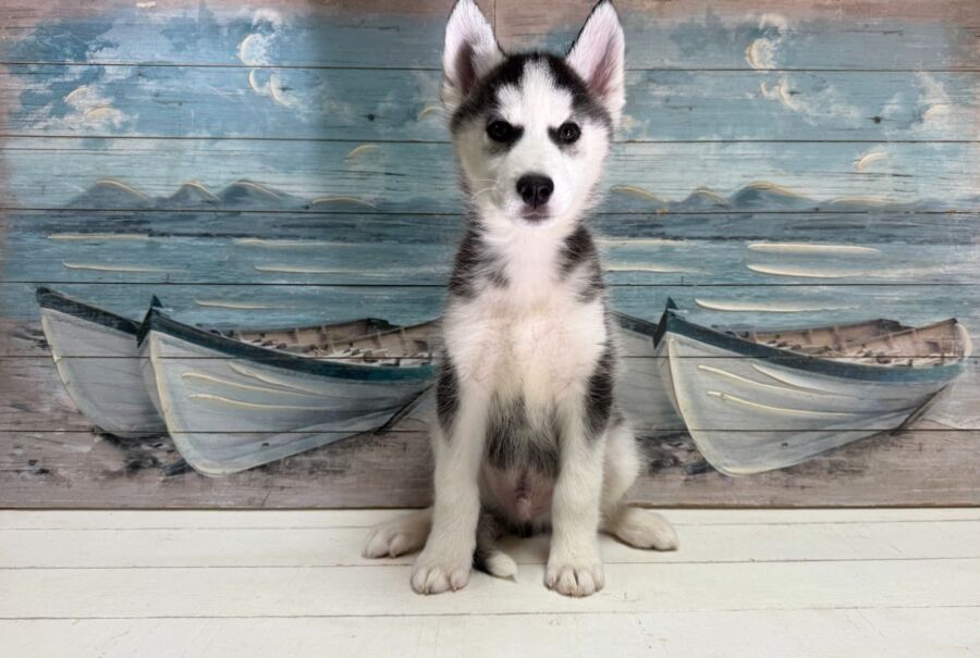 Siberian Husky puppy for sale near Tampa