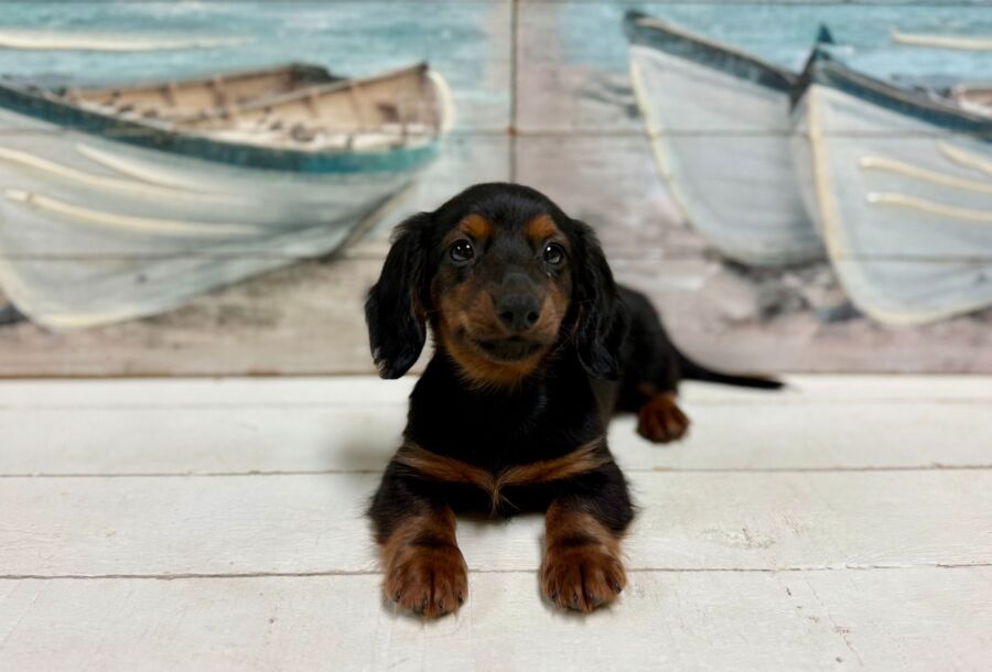 Dachshund puppies for sale near Tampa.