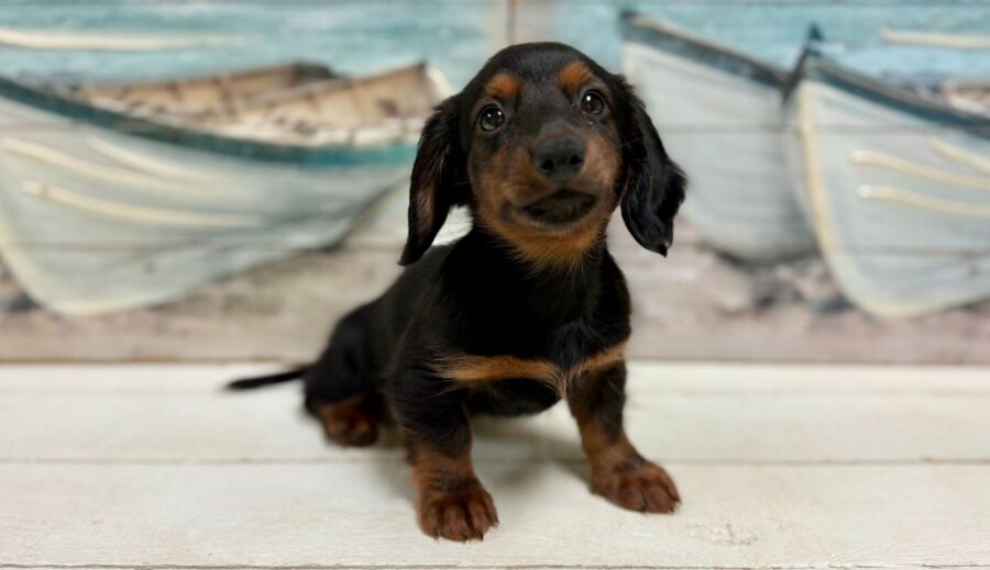 Dachshund puppies for sale near Tampa.
