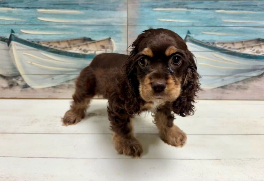 Cocker Spaniel puppies for sale near Tampa.