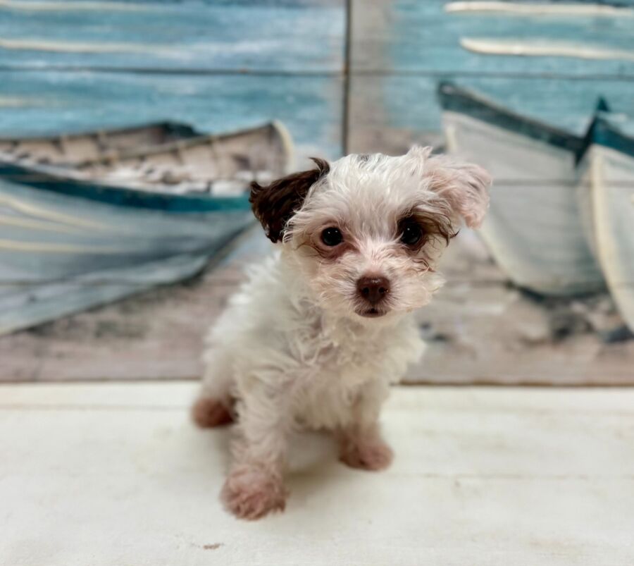 Jack Poo puppy for sale near Tampa.