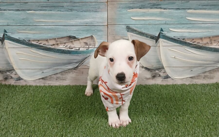 Jack Russell puppies for sale near Tampa.