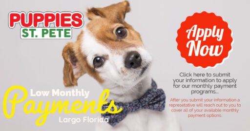 JackRus.FinancingBanner Puppy financing clickable image with hyperlink