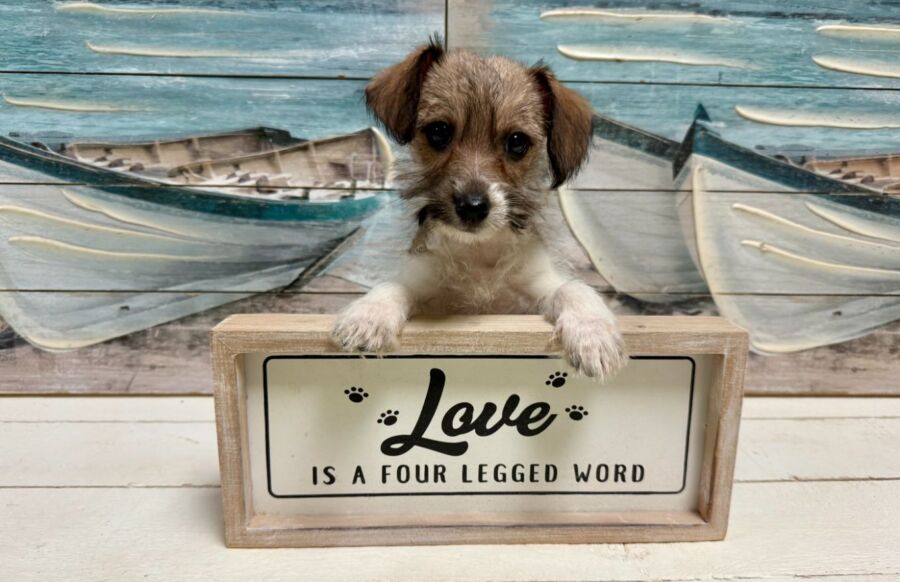 Jack russell dachshund designer breed puppy for sale near Tampa.