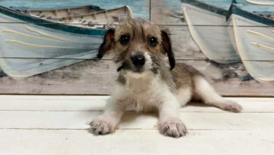 Jack russell dachshund designer breed puppy for sale near Tampa.