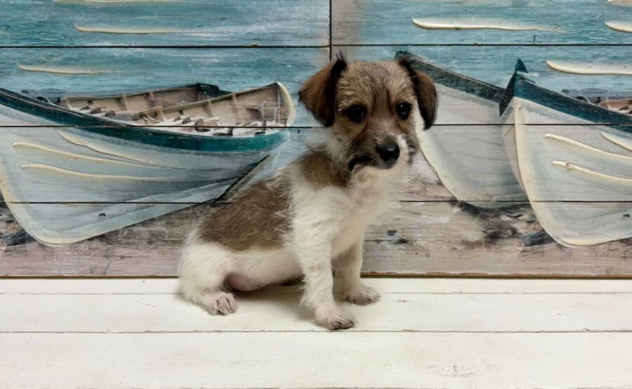Jack russell dachshund designer breed puppy for sale near Tampa.