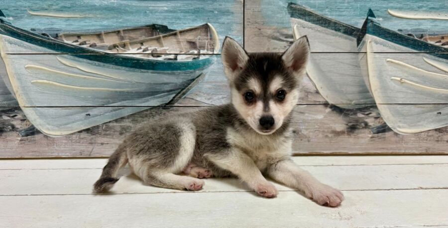 Alaskan Klee Kai puppy for sale near Tampa.