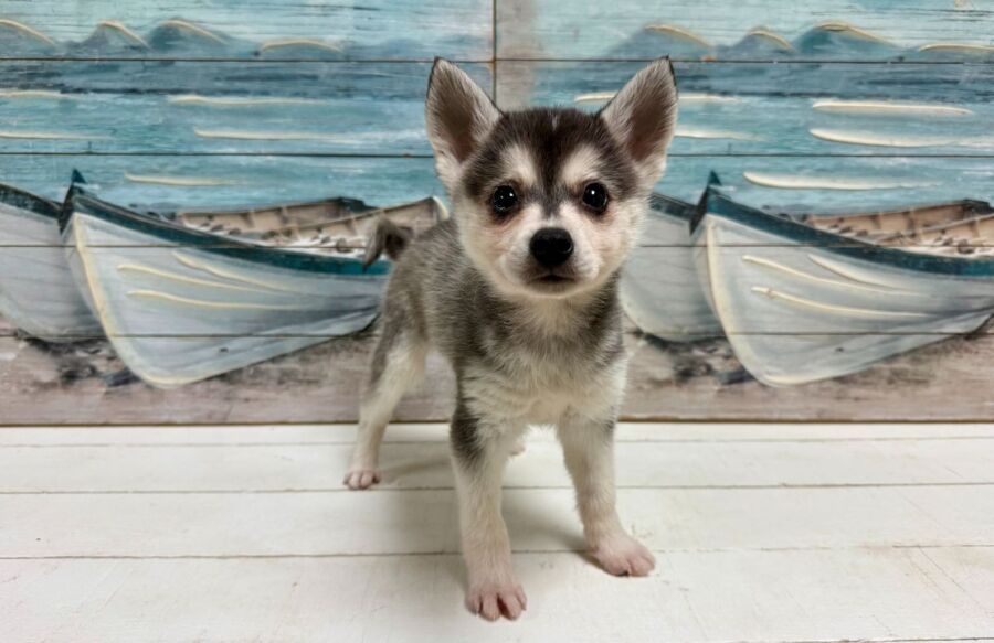 Alaskan Klee Kai puppy for sale near Tampa.