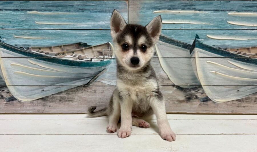 Alaskan Klee Kai puppy for sale near Tampa.