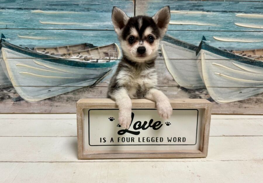 Alaskan Klee Kai puppy for sale near Tampa.