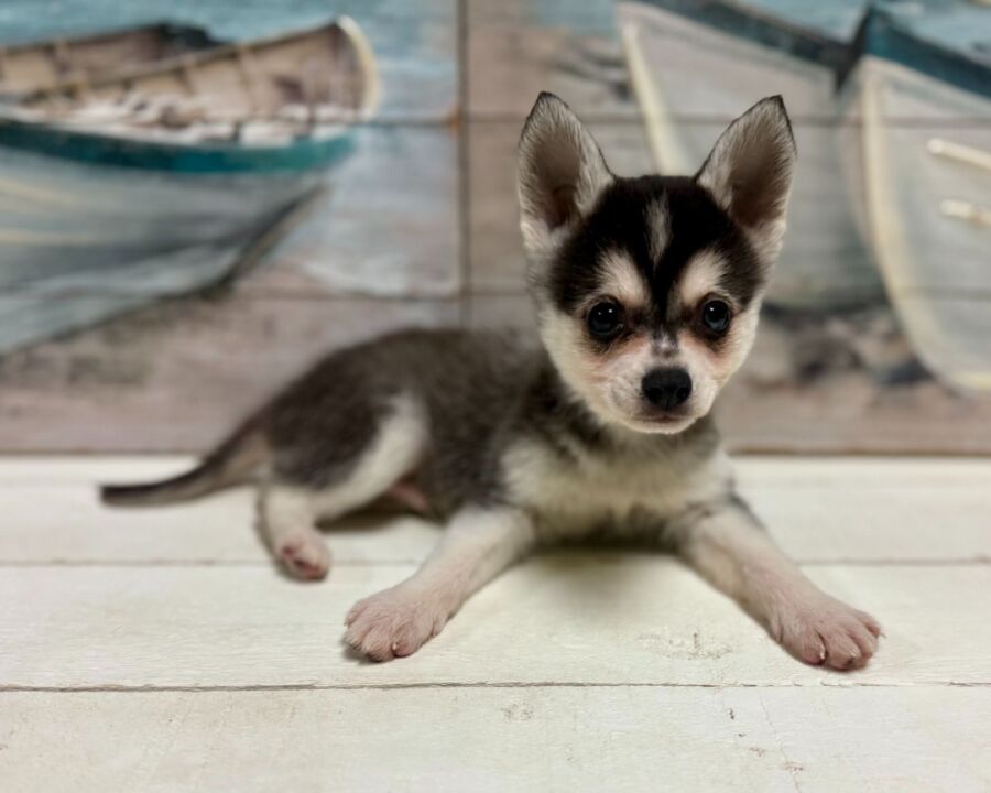 Alaskan Klee Kai puppy for sale near Tampa.