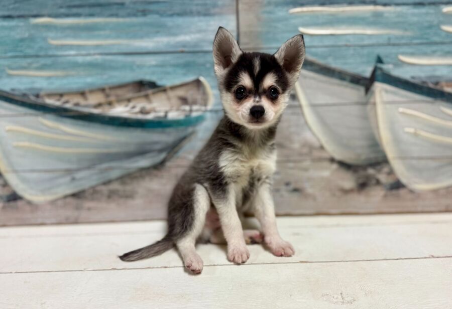Alaskan Klee Kai puppy for sale near Tampa.