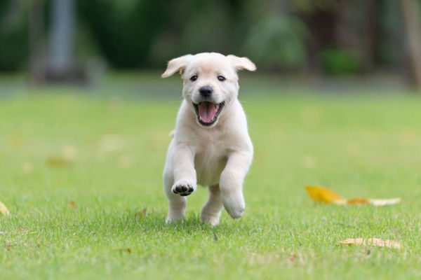 Labrador Retriever running.