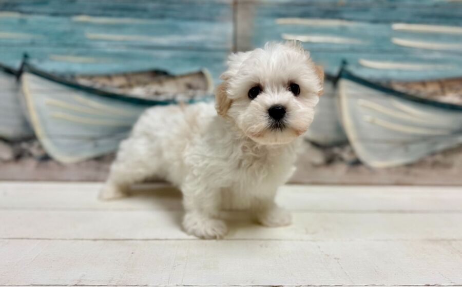 Latese puppy for sale near Tampa.