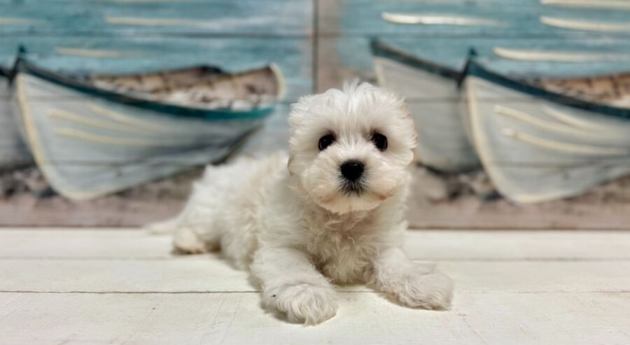 Latese puppy for sale near Tampa.